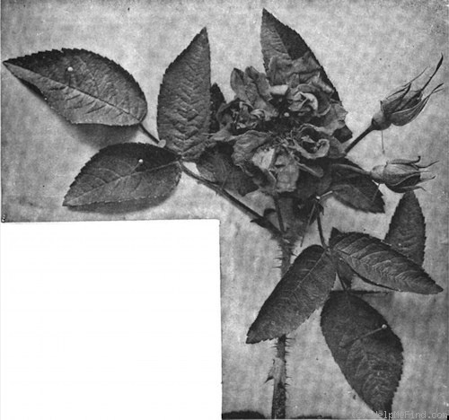 'Agnes Emily Carman' rose photo