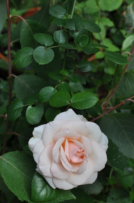 'Hausgarten'  photo