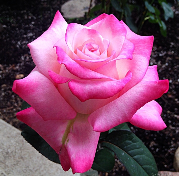 'Top Gun (hybrid tea, Wright 2011)' rose, click to enlarge 'Top Gun (hybrid tea, Wright 2011)' rose photo