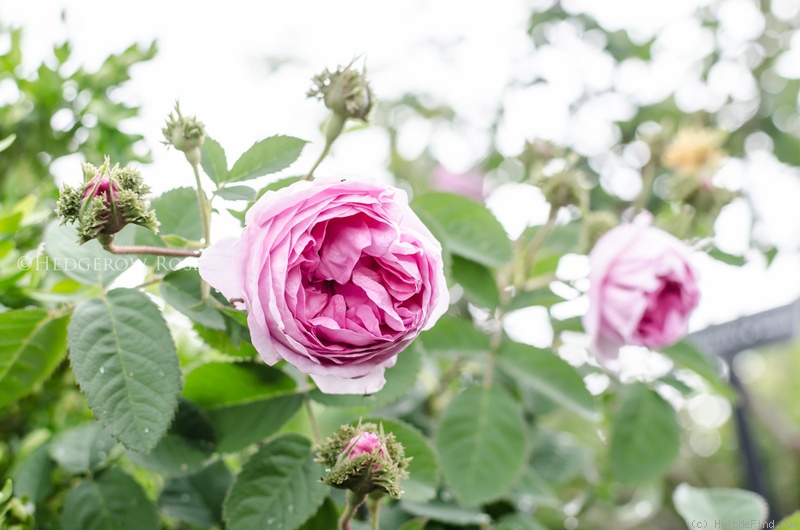 'Crested Moss' rose photo