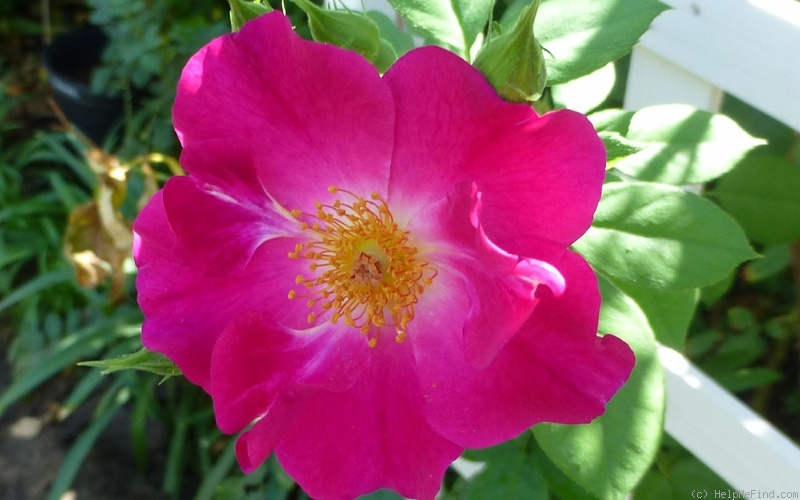 'Night Owl ™' rose photo