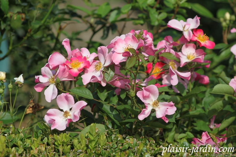 'Elégante Danseuse' rose photo