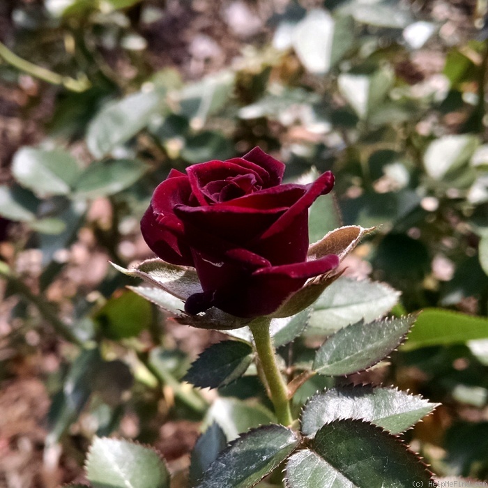 'Red Beauty (miniature, Williams, 1981)' rose photo
