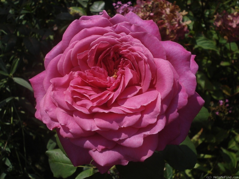 'Duftrausch ® (hybrid tea, Evers/Tantau, 1986)' rose, click to enlarge 'Duftrausch ® (hybrid tea, Evers/Tantau, 1986)' rose photo