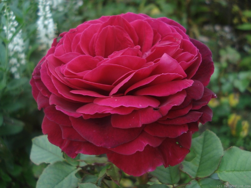 'Gospel ® (hybrid tea, Evers/Tantau, 2002/12)' rose photo