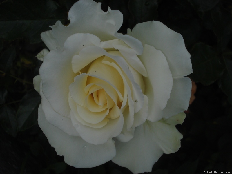 'Kosmos ® Fairy Tale (floribunda, Kordes, 2006)' rose photo