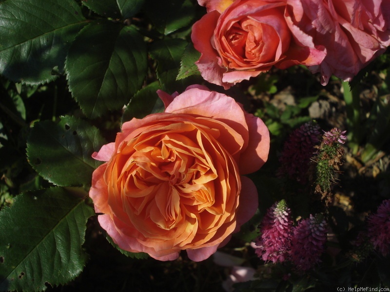 'Mary Ann ® (floribunda, Evers/Tantau, 2004/10)' rose photo