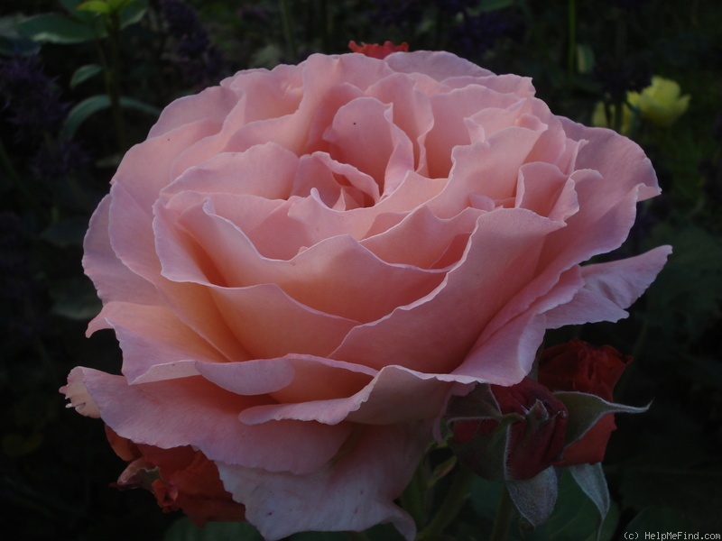 'Potifar' rose photo