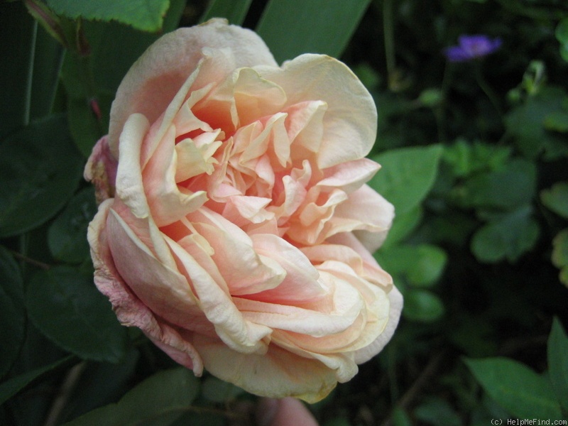 'Madame Albert Bernardin' rose photo