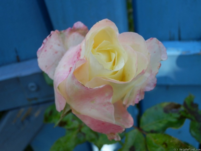 'Rosa Mystica (hybrid tea, Marchese, 2005)' rose photo