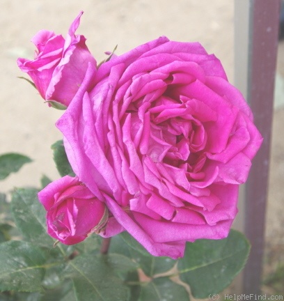 'Andres Battle' rose photo