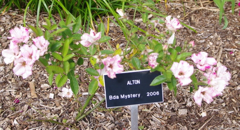'Alton' rose photo