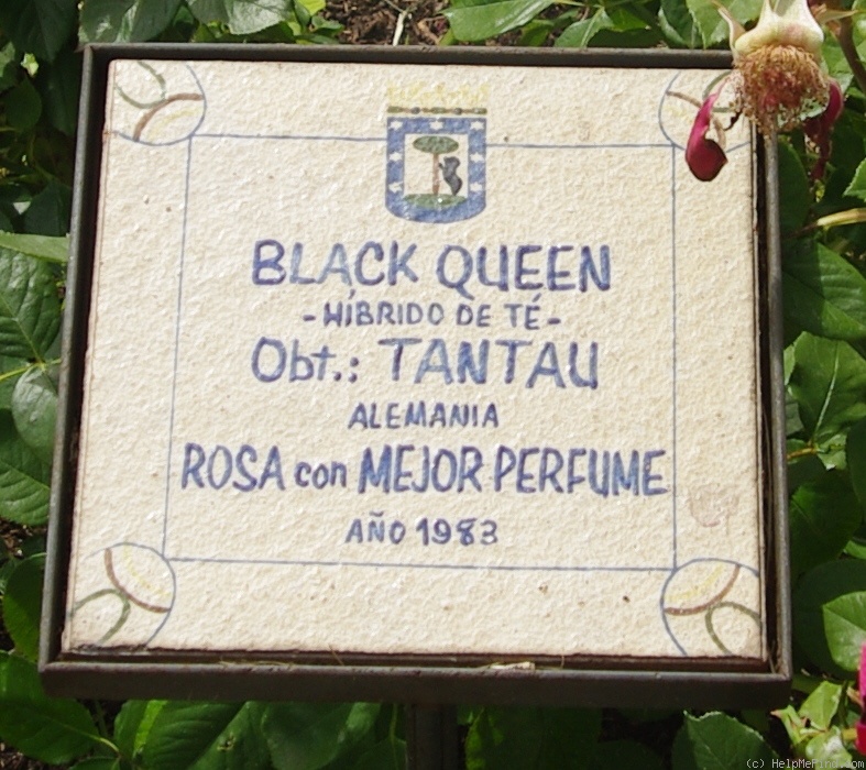 'Black Queen' rose photo