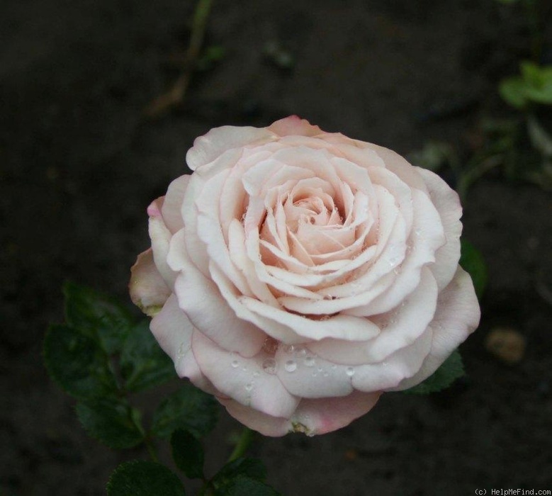 'Rosenfaszination ® (floribunda, Kordes, 2002)' rose photo