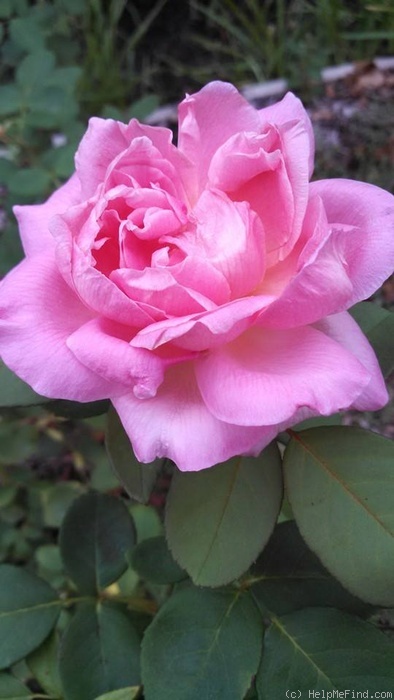 'Grace Darling' rose photo