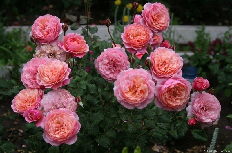 'Prix P. J. Redouté ®' rose, click to enlarge 'Prix P. J. Redouté ®' rose photo