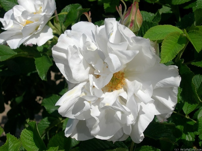 'Agnès Sorel ®' rose photo