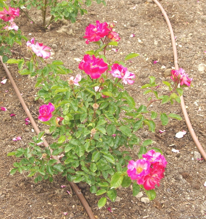 'FEUlma' rose photo