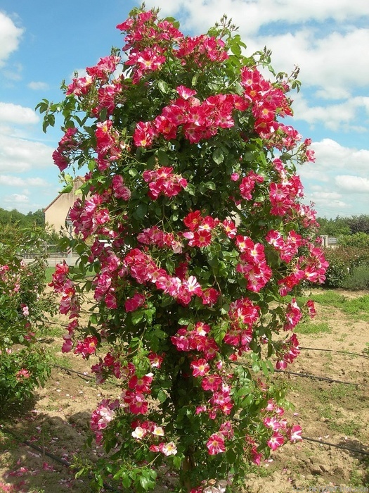 'A chacun son Everest ®' rose photo