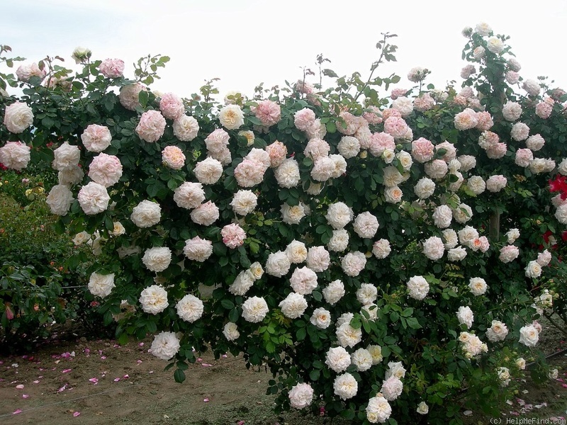 'Château de la Bussière ®' rose photo