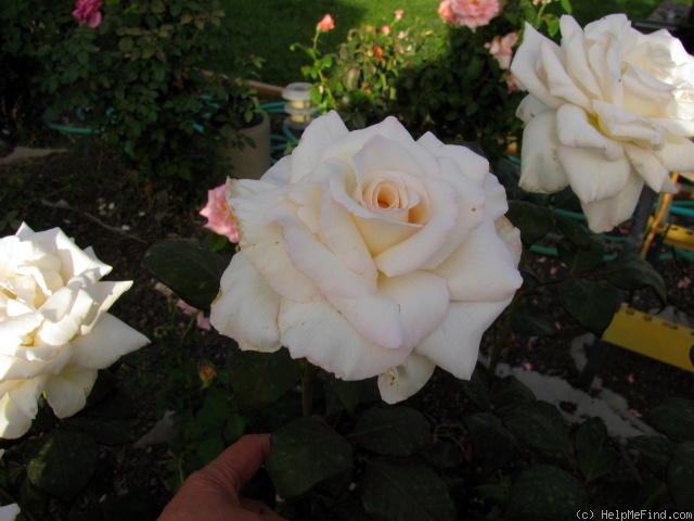 'Delicate Lady' rose photo