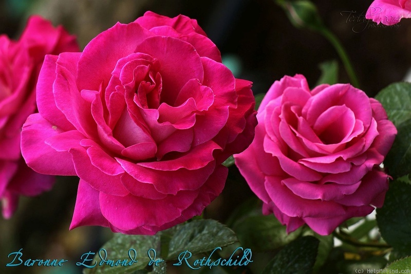 'Baronne Edmond de Rothschild ®' rose photo