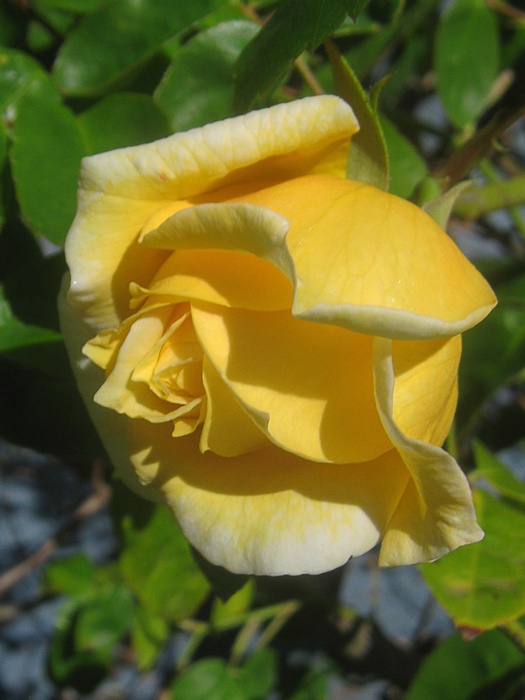 'Golden Vision' rose photo