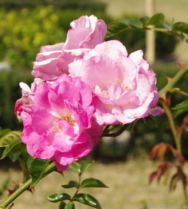 'Georges Moustaki ®' rose photo