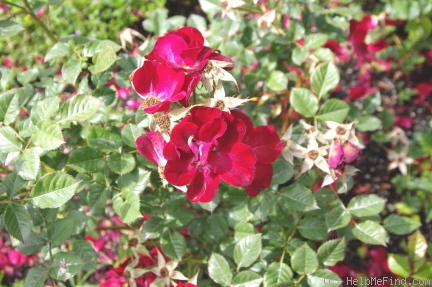 'POULc018' rose photo