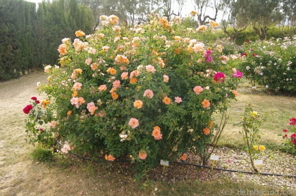 'Horsholm By-Rose ™' rose photo