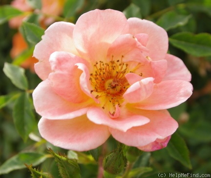 'Horsholm By-Rose ™' rose photo