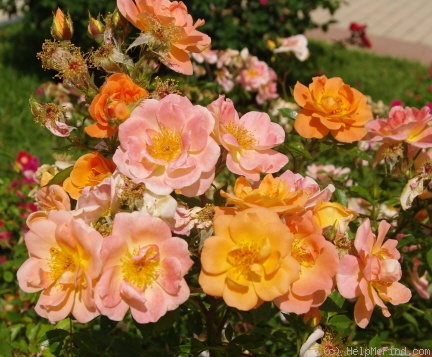 'Horsholm City Rose' rose photo