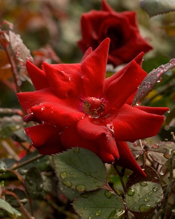 'Majesty' rose photo