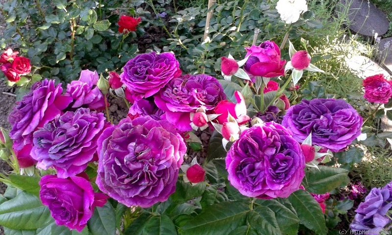 'Palais Biron' rose photo