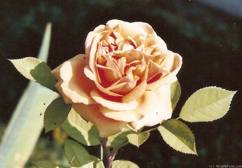 'AUSles' rose photo