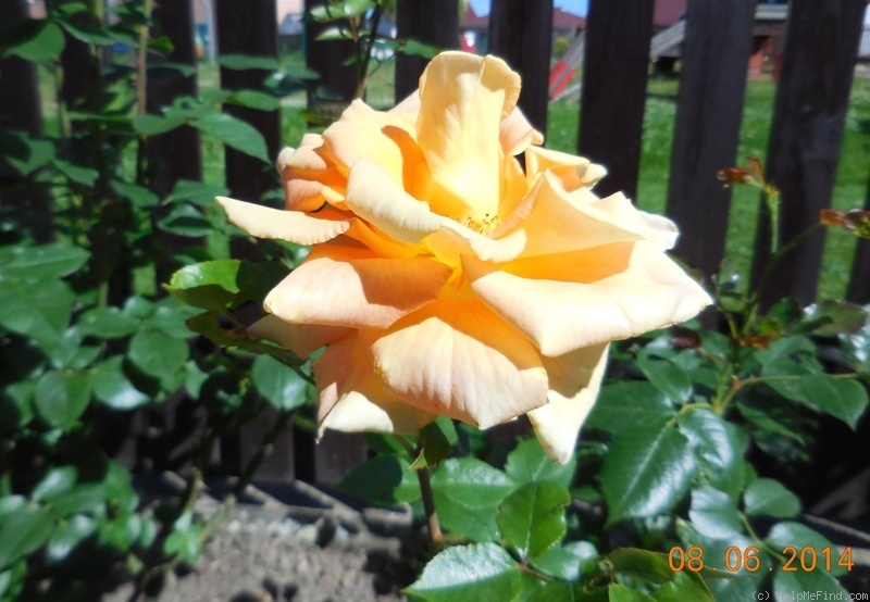 'Caramella ™ (shrub, Kordes before 2000)' rose photo