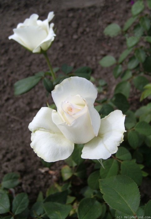 'Anastasia® (hybrid tea, NIRP, 2001)' rose photo