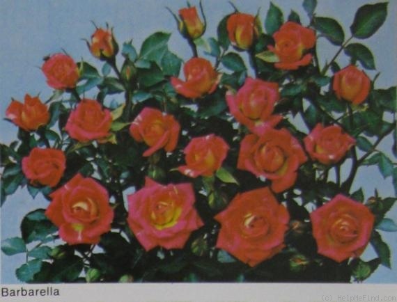 'Barbarella (miniature, Barni, 1981)' rose photo