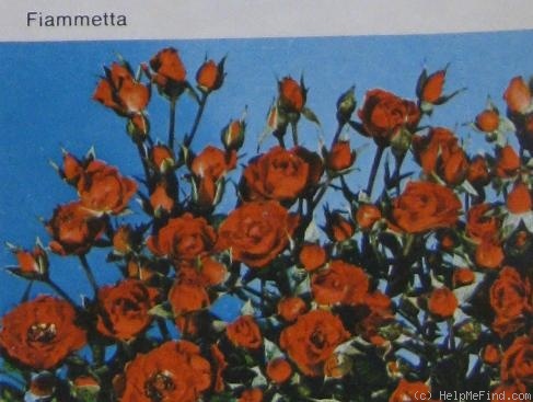 'Fiammetta (miniature, Mansuino, 1961)' rose photo