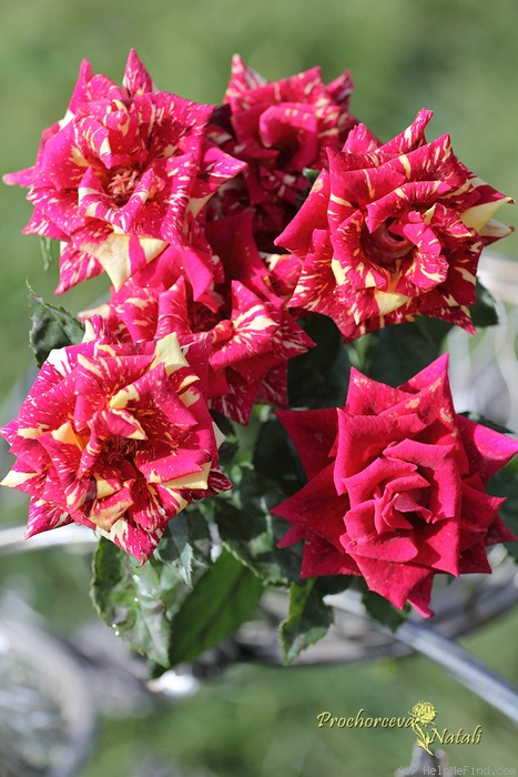 'Fidibus' rose photo