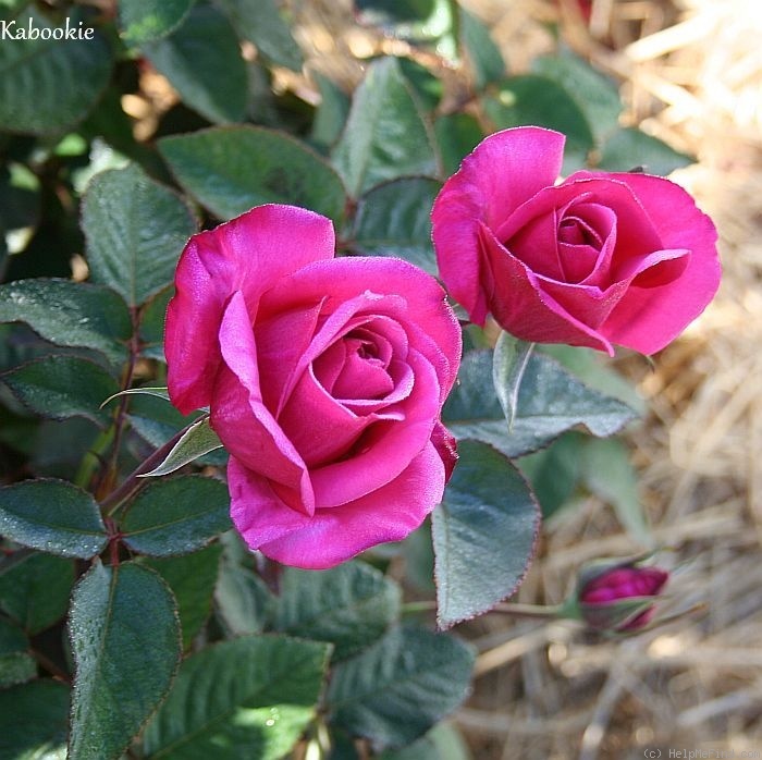 'Kabookie' rose photo