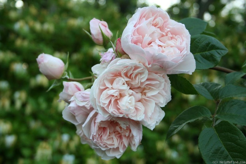 'The Generous Gardener' Rose