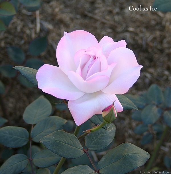 'Cool as Ice' rose photo