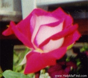 'Fire 'n' Ice ™' rose photo