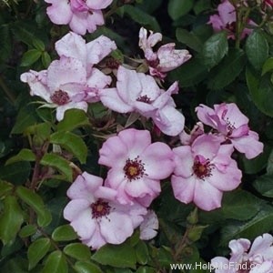 'First Light (shrub, Marciel before 1997)' rose photo