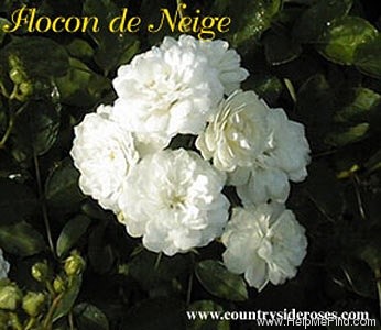 'Flocon de Neige (polyantha, Lille, 1898)' rose photo