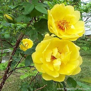 'R15-01' rose photo