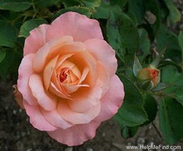 'Outrageous ™' rose photo