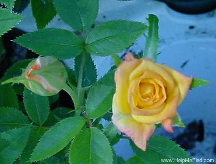 'Y2K ™' rose photo