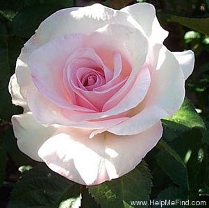'Sweet Amy' rose photo